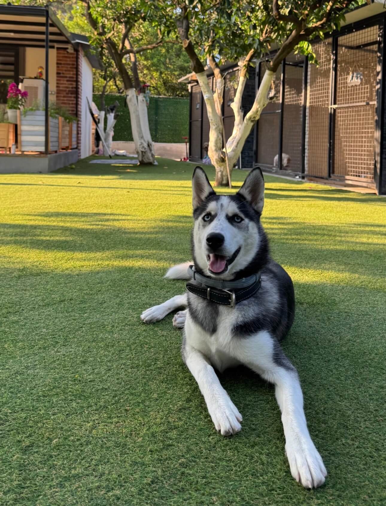 Patilerin Dünyası bahçesinde uzanan bir köpek, arkada köpek pansiyonu kulübeleri